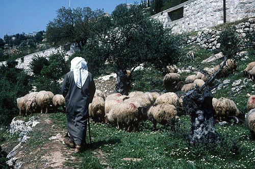 Israel, Jerusalem, shepherd with his flock of sheep