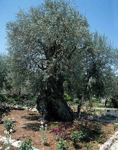 Ancient olive tree in the Garden of Gethsemane, Jerusalem, Israel