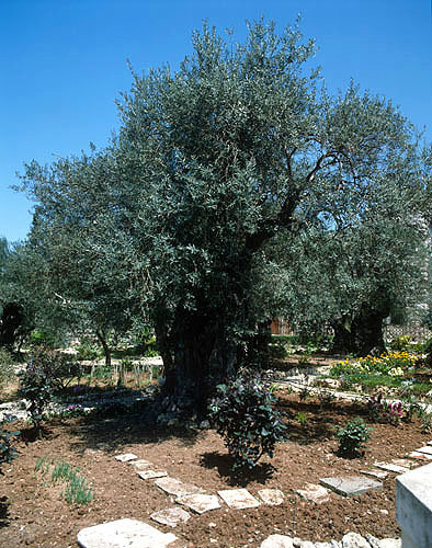Israel, Jerusalem, ancient olive trees in the Garden of Gethsemane