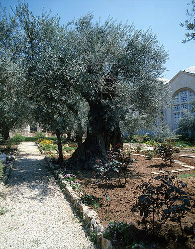 Israel, Jerusalem,  ancient olive tree in the Garden of Gethsemane