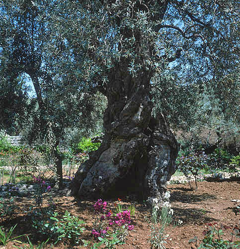 Israel,  Jerusalem, ancient olive tree and flower Garden of Gethsemane
