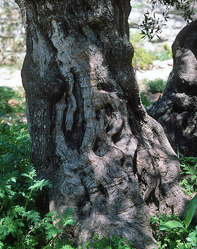 Israel, Jerusalem, bole of ancient olive tree in the Garden of Gethsemane