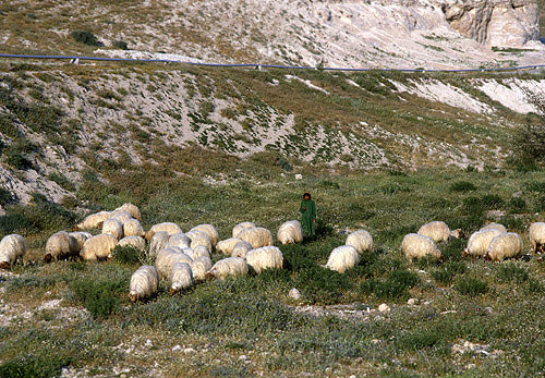 Israel, Bedouin girl with flock of sheep