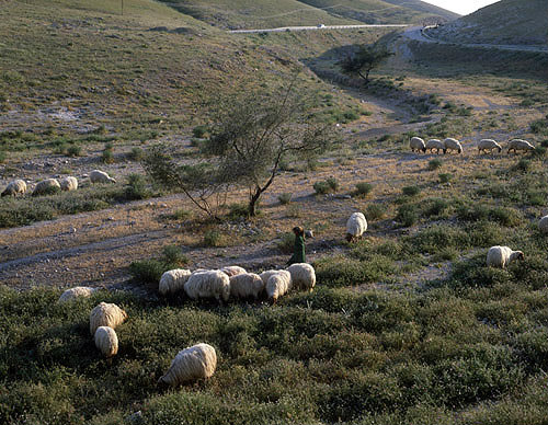 Israel, Bedouin shepherd girl with her sheep in the evening