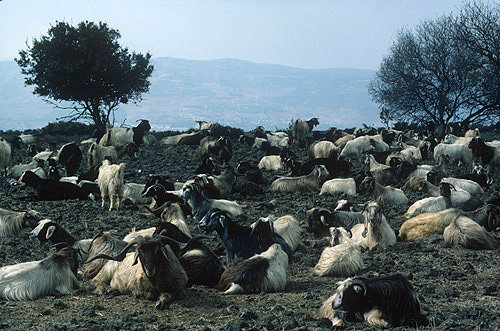 Israel, Golan Heights, herd of goats