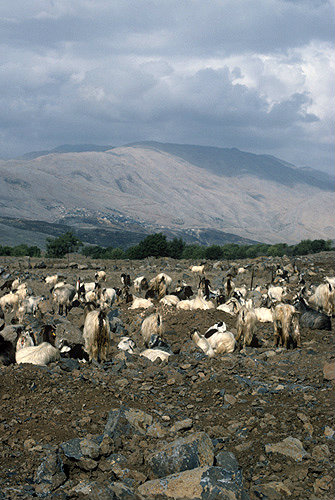 Israel, the Golan Heights, herd of goats and Mount Hermon