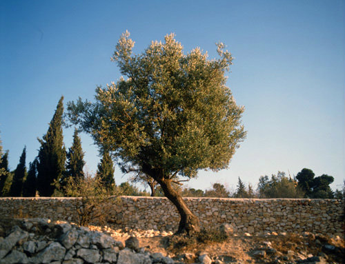 Israel Jerusalem olive tree on the Mount of Olives
