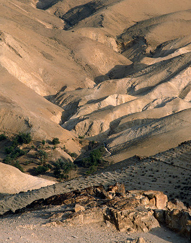 Israel, oasis in Wadi el Qilt in the Judean Hills
