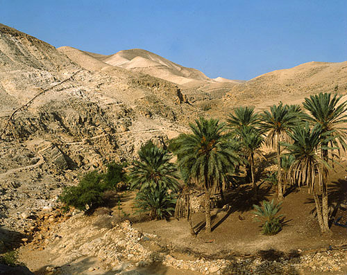 Israel, oasis of palm trees in the Judean Hills east of Jerusalem