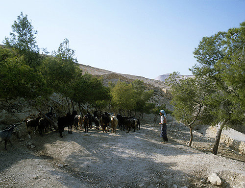 Israel, girl with her flock of goats at Marsaba Monastery