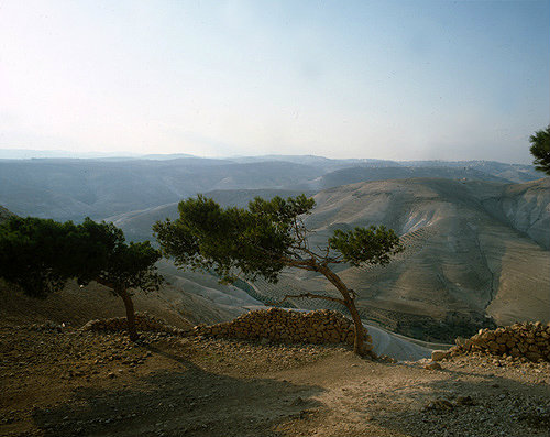Israel, wind swept trees in the Judean Desert
