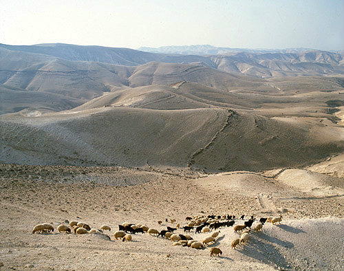 Israel, Judean Hills, flock of sheep and goats by the road from Bethlehem to Marsaba monastery