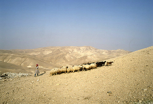 Israel, girl with flock of sheep and goats near Marsaba Monastery in the Judean Hills