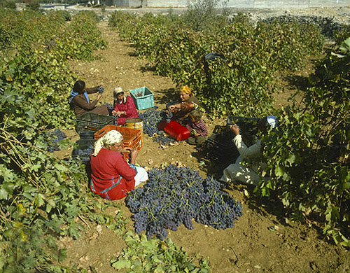 Grape harvesting near Bethlehem, Israel