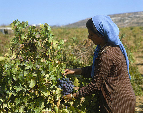 Arab girl picking grapes near Bethlehem, Israel