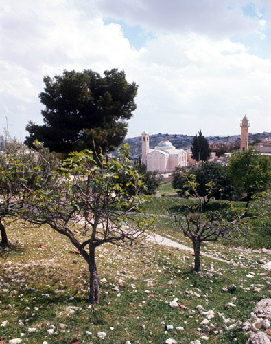 Israel, Bethany, the Church of St Lazarus 1954 across a fig and olive orchard
