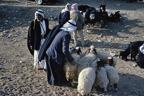 Israel, Beersheva,  Bedouins at the sheep and animal market Beersheva