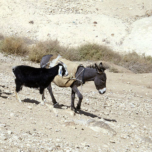 Israel, donkey and goat in the Judean hills