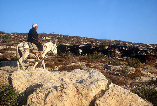 Israel, shepherd on white ass with herd of goats, between Bethlehem and Beersheva