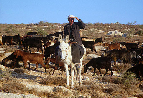 Israel, shepherd on a white ass with a flock of goats between Bethlehem and Beersheva