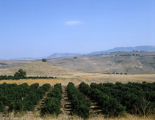 Israel, the Golan Heights, a citrus grove