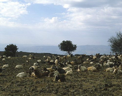 Israel, Golan Heights, herd of Goats