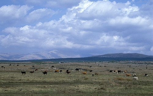 Israel, the Golan Heights, herd of cattle, Mount Hermon in the distance