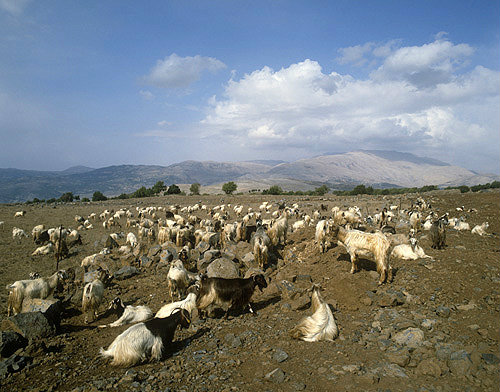 Israel, herd of goats on the Golan Heights, Mount Hermon in the background