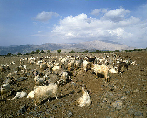 Israel, herd of goats and Mount Hermon