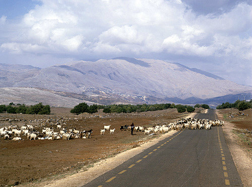 Israel, the Golan Heights, goats and Mount Hermon