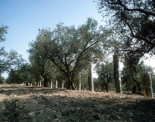 Israel, Sebaste, Roman columns among the olive trees