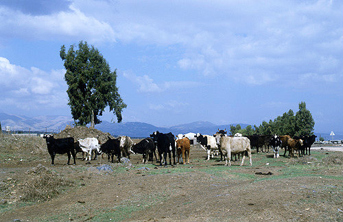 Israel, the Golan Heights, mixed herd of cows