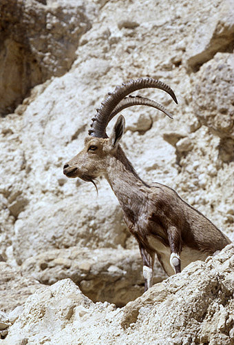 Israel, Ein Gedi,  male Ibex