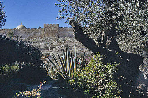 Garden of Gethsemane and City Wall, with the Golden Gate walled up by arabs in the ninth century, Israel