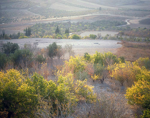 Fruit trees in autumn below Sebaste, Israel