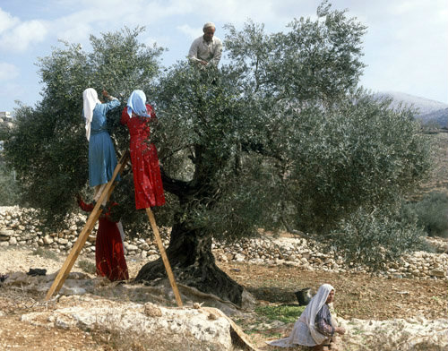 Israel, family picking olives in Samaria