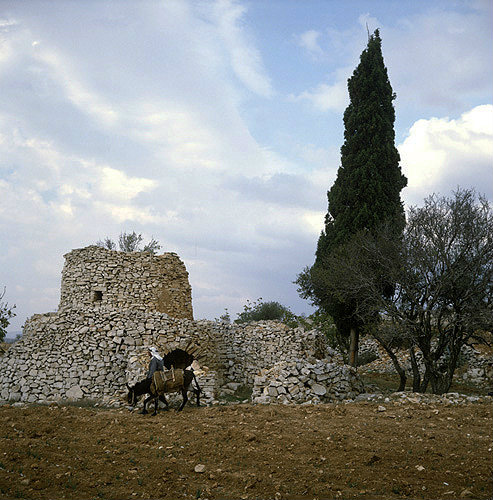 Israel Arab farmer with his donkey outside the watchtower in his field planted with onions