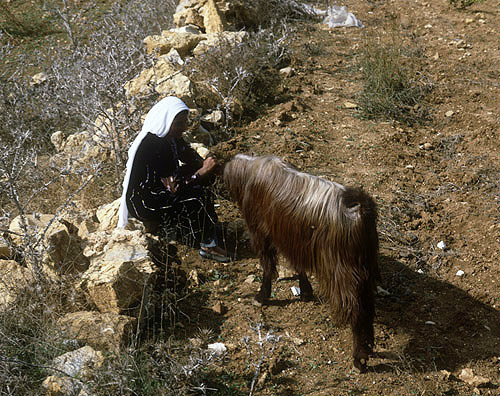 Israel, Hebron, Arab woman with one of her goats