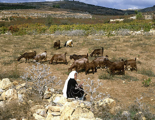 Israel, Arab woman with a herd of goats near Hebron