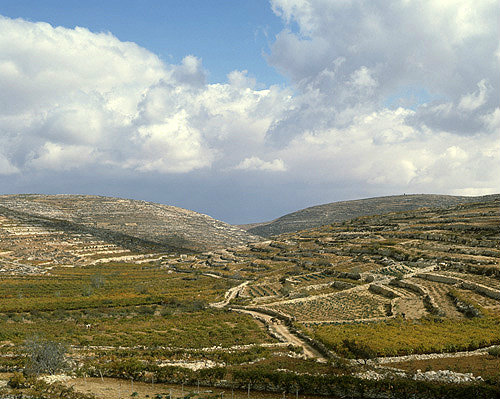 Terraced vineyards near Hebron, Israel