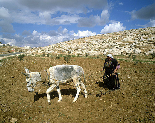 Israel, Bedouin woman ploughing with a white donkey