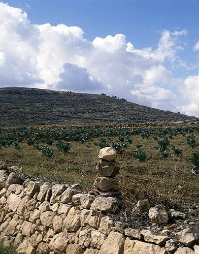 Stone boundary marker by field of cabbages, near Hebron, Israel