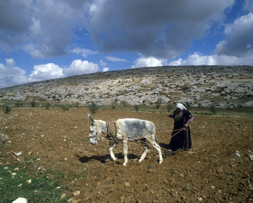Israel, Bedouin woman ploughing with white ass
