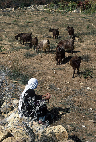 Israel, Bedouin woman with her goat herd near Hebron