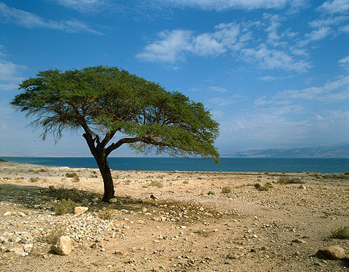 Israel, the Dead Sea and the Hills of Moab, an acacia tree