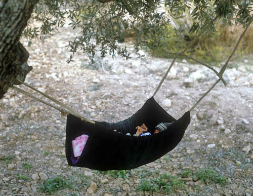 Israel, baby in cradle slung from branch in olive tree while parents pick olives