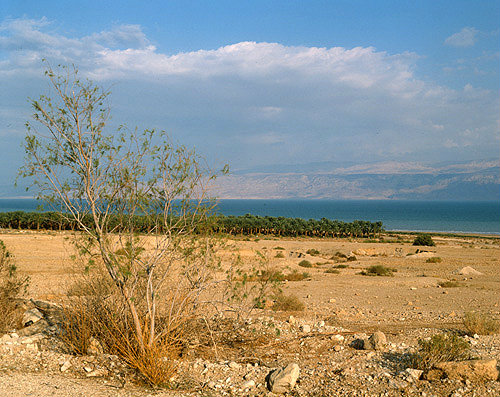Israel, banana plantations on the Dead Sea with the Hills of Moab beyond