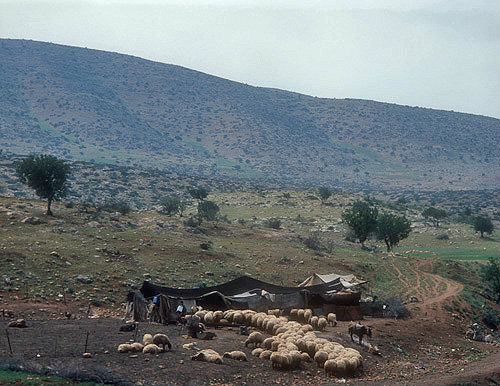Bedouin tents and flock of sheep in hills of Samaria, Israel