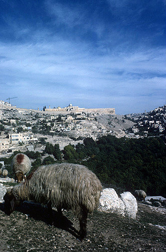 Israel, Jerusalem, sheep grazing on Abu Tor, Kidron Valley