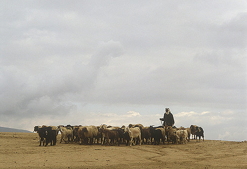 Bedouin shepherd with flock of sheep and goats in Negev, Israel